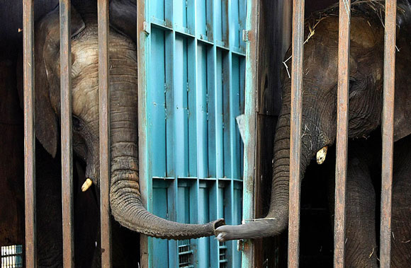 elephants580